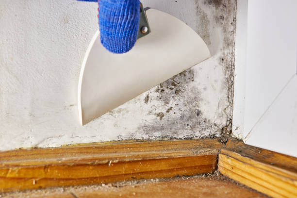 Best Mold Documentation for Insurance Claims  in Ridgewood, NJ